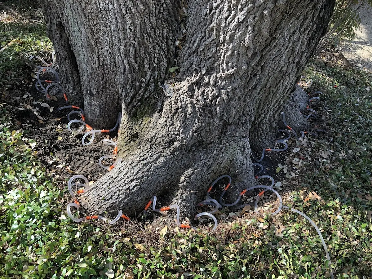 Detailed Tree Cabling and Bracing job site in Poston